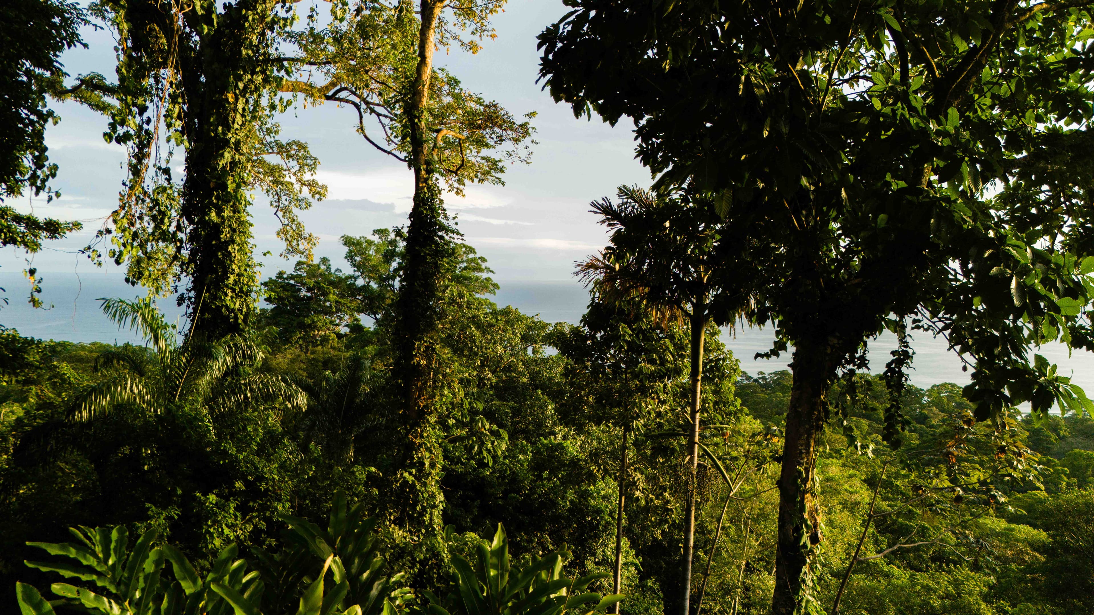 Rainforest Canopy