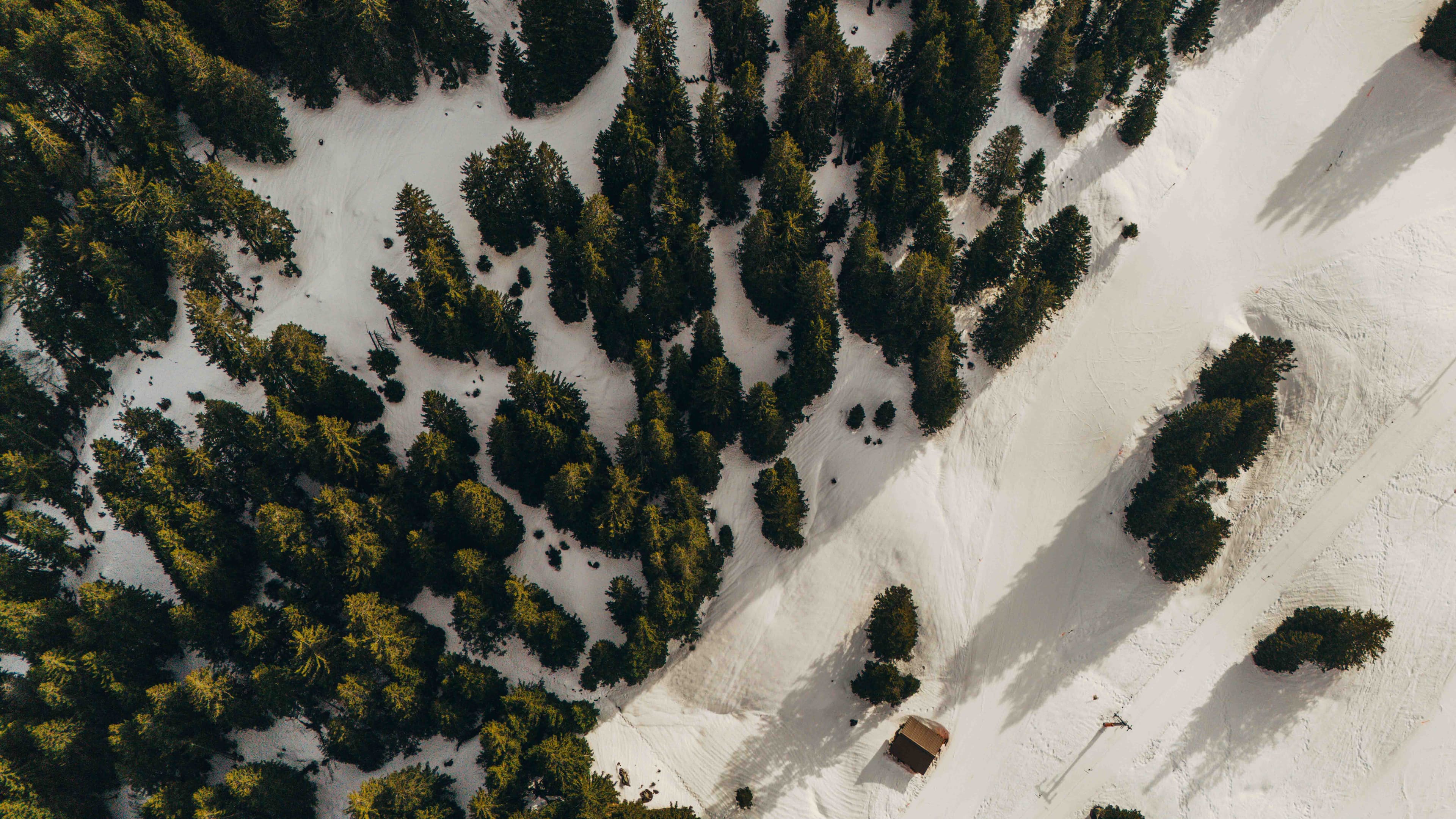 Snow Forest